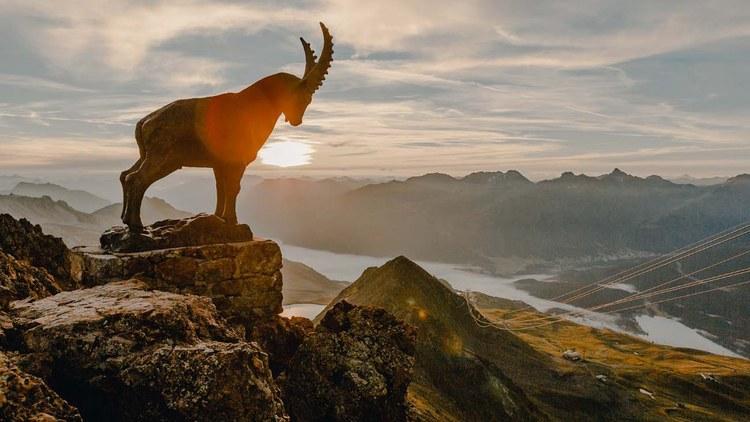 steinbock steht auf berg